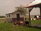 Pigs (413x310, 35.8 kilobytes)